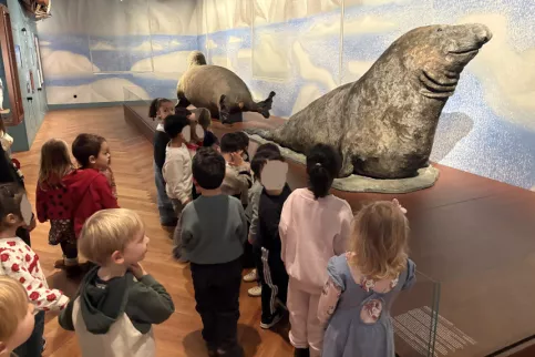 les élèves devant l'éléphant de mer et le morse