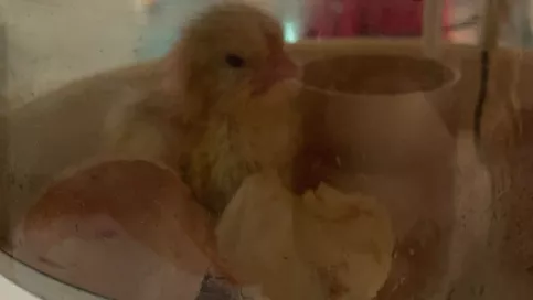 ©Apprentis d'Auteuil